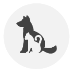 pet sit